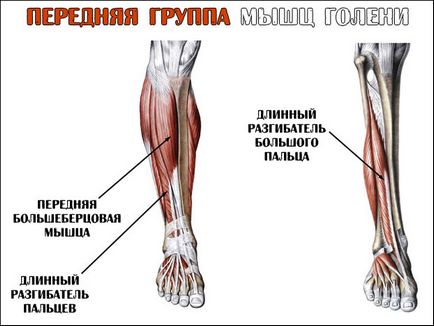 Cum de a pompa rapid muschii vițelului cele mai eficiente exerciții pentru sală de gimnastică