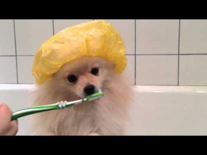 Як чистити зуби шпіцові