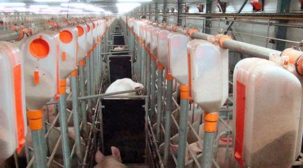 Як домогтися 97% приходу в охоту свиноматок протягом першого тижня п, від ферми до ринку