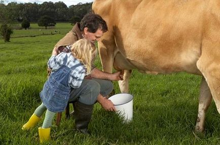 Як доїти корову, дачасадовніка