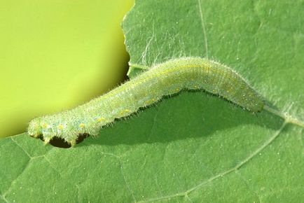 Ce insecte mănâncă insecte pe care animalele le consumă insecte