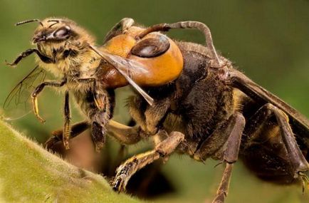 Ce insecte mănâncă insecte pe care animalele le consumă insecte