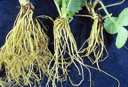 Які рослини мають мочковатую кореневу систему типи кореневої системи рослин
