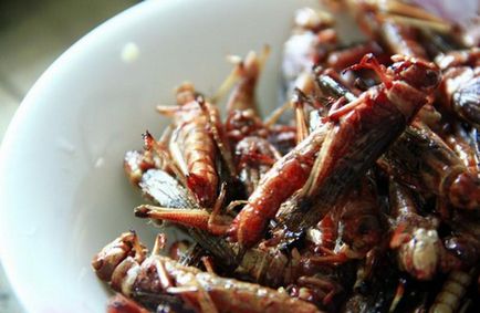 Ce insecte sunt consumate în China