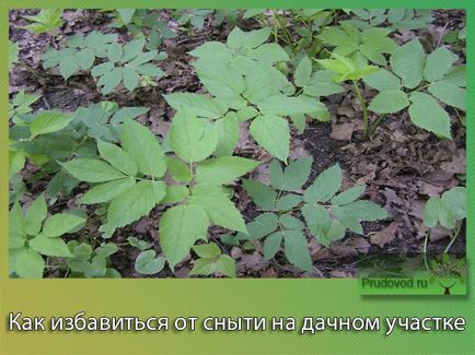 Як позбутися від сниті на дачній ділянці основні способи