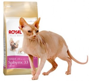 Cum să hrăniți o pisică cu alergii alimentare Don Sphynx șobolan