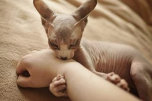 Cum să hrăniți o pisică cu alergii alimentare Don Sphynx șobolan
