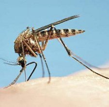 Як лікувати укуси комарів