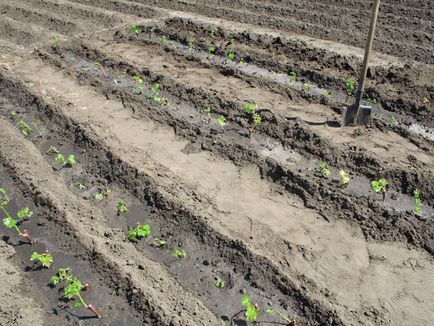 Hogyan terjednek a fák és cserjék őszi dugványok