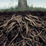 Cum putem mări masa rădăcinilor în plante