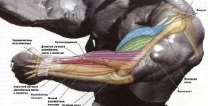 Як накачати брахиалис