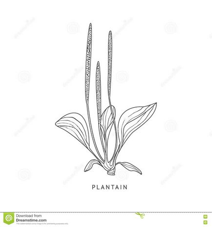 Cum de a desena un plantain