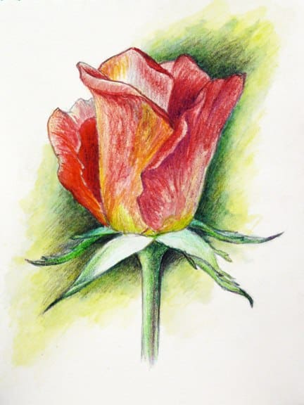 Як намалювати троянду акварельними олівцями