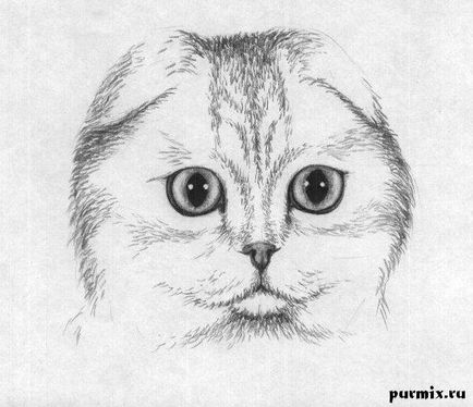 Як намалювати шотландську вислоухую кішку олівцем поетапно