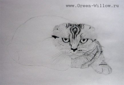 Як намалювати вислоухую кішку олівцем