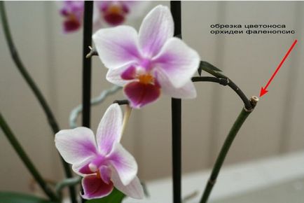 Cum de a tăia phalaenopsis după înflorire