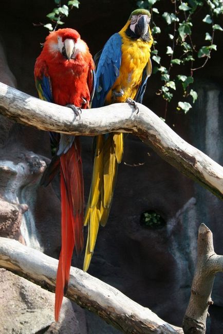 Cum de a determina sexul unui parrot