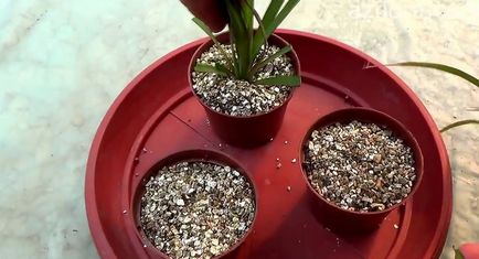 Cum să transplantați dracaena, reproducerea, sol adecvat