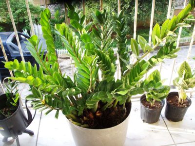 Hogyan transzplantáció a Zamioculcas az otthoni, különösen transzplantációs egy másik edénybe, és összetétele