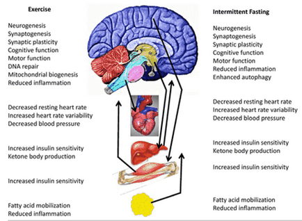 Cum postul periodic afectează creierul