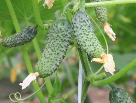 Cum de a forma castravete buchet corect, dvs. de 6 hectare