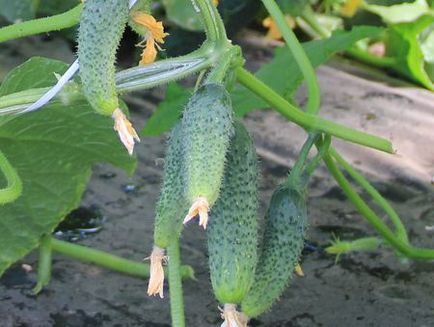 Cum de a forma castravete buchet corect, dvs. de 6 hectare