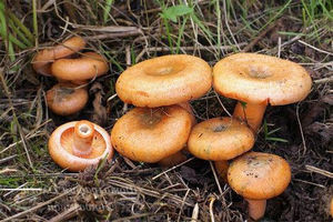 Як правильно посмажити гриби рижики які є тонкощі при смаженні