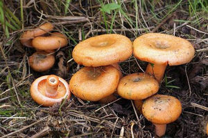 Hogyan megsütjük a gomba gomba amelyben vannak olyan finomságok a sütéshez