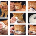 Hogyan fésű és fürödni perzsa macska, gondozó macskák és kutyák ellátás
