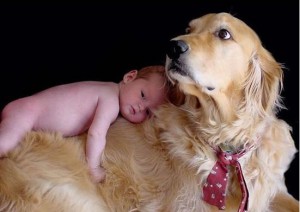 Як привчити собаку до немовляти