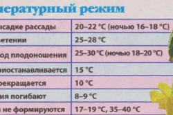 Cum să planteze castraveți în răsadurile de creștere a solului, pregătirea solului