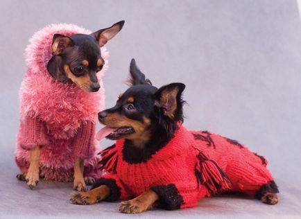 Cum să legați un pulover pentru un terrier de jucărie - cum să legați hainele de terrierul respectiv - echipamente și accesorii
