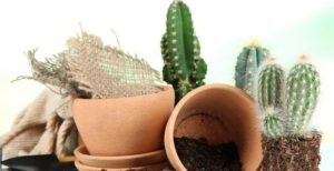 Як доглядати за кактусом які види найбільш популярні для домашнього вирощування