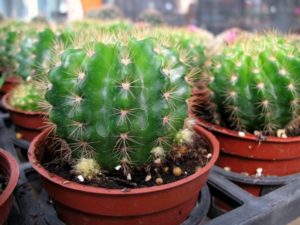 Cum să îngrijești pentru un cactus care sunt cele mai populare specii pentru casă