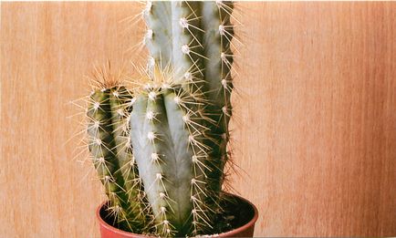 Cum să îngrijești pentru un cactus care sunt cele mai populare specii pentru casă