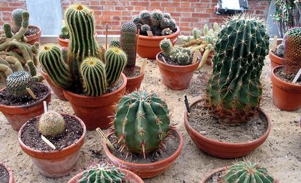 Cum să îngrijești pentru un cactus care sunt cele mai populare specii pentru casă