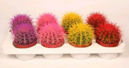 Cum să îngrijești pentru un cactus care sunt cele mai populare specii pentru casă