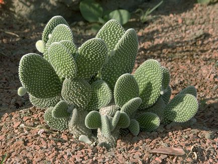 Cum să îngrijești pentru un cactus care sunt cele mai populare specii pentru casă