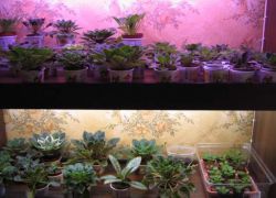 Як вибрати лампи для рослин