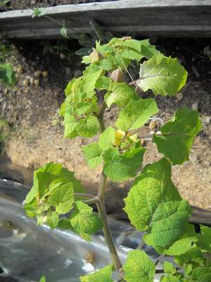 Hogyan termesztenek eper és Perui Physalis, így egy finom, illatos gyümölcs