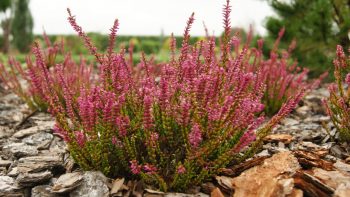 Cum să crească heather la domiciliu, de la semințe, răsaduri