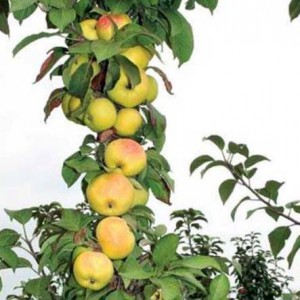 Hogyan nő egy almafa