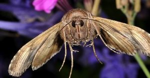 Ahogy a lapos kijelző mol szabályozó szerek és élelmiszer Függő moly, szőnyeg eltávolítás rovarok