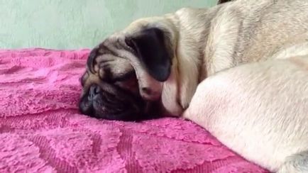 Cum Pug Snores