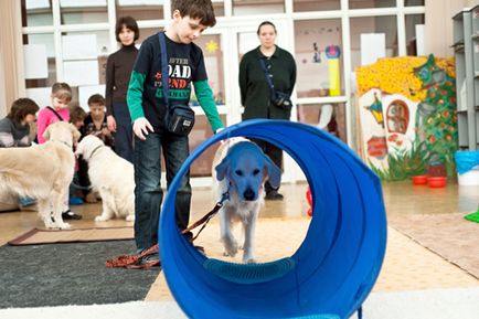 Canis terápia ember és a kutya (nagyon féltékeny) Canis terápia ember és a kutya