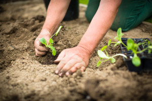 Varză albă iunie atunci când plantate pe material săditor