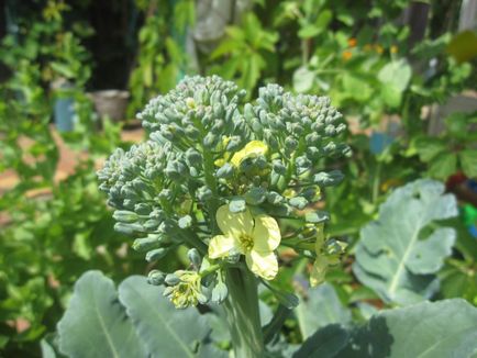 Broccoli secretele de varza de boli in crestere si posibile