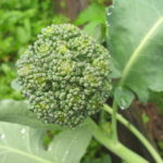 Broccoli secretele de varza de boli in crestere si posibile