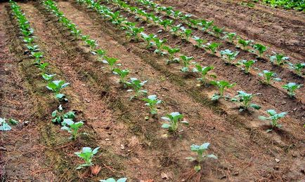 Broccoli secretele de varza de boli in crestere si posibile