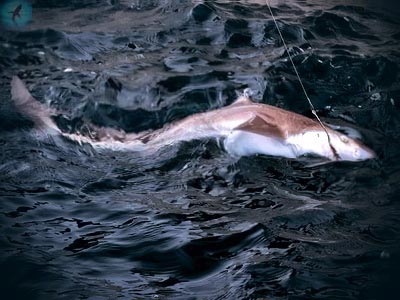 Katran și cum să-l prindă despre pescuitul rechin-katrana
